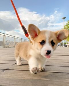 BENNY / MALE