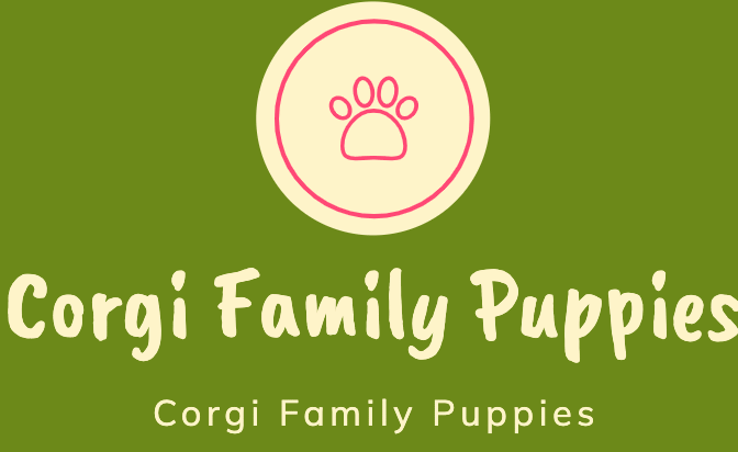 Corgi Family Puppies