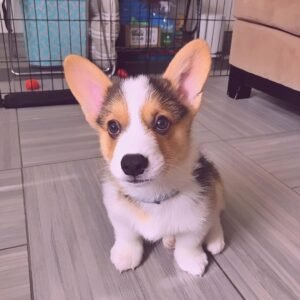 JARVIS / FEMALE